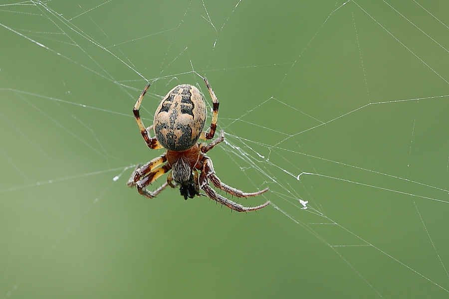 Larinioides sp.